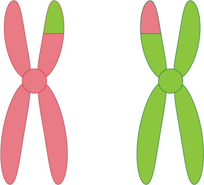 Next, Take Each Broken End And Join It Onto The Chromosome Clipart (800x707), Png Download