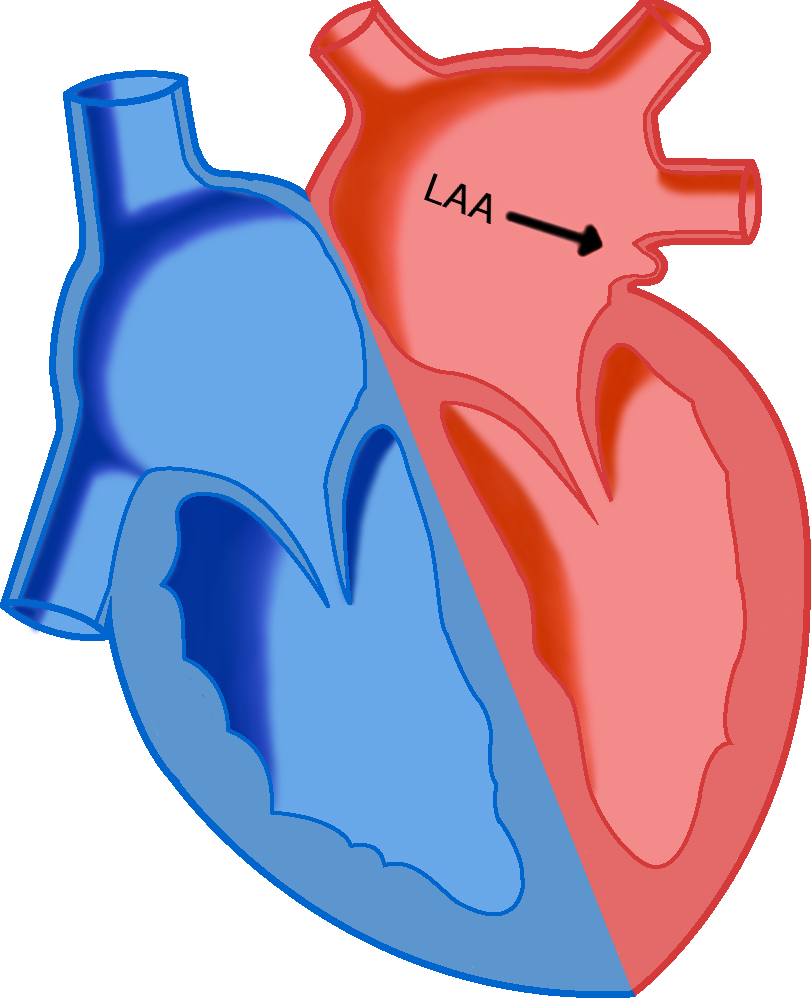 Collection Of Free Appenage - Laa Of The Heart Clipart (811x998), Png Download