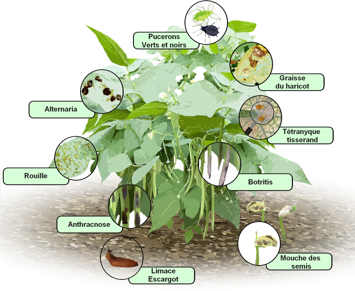 Parasites Et Maladies Des Haricots - Sicklepod Clipart (1400x1400), Png Download