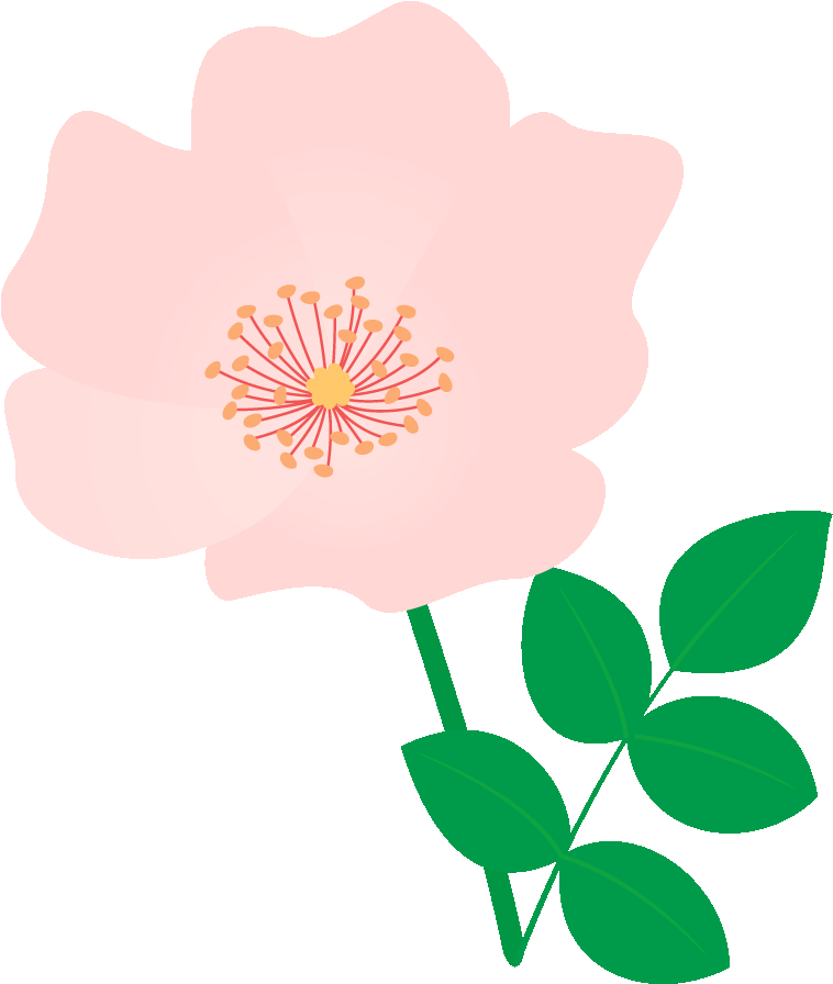 515 薔薇（デンテ - - Rose Clipart (800x1000), Png Download