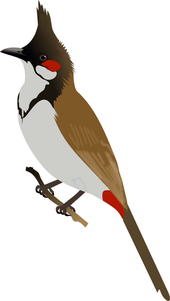 Red Headed Finch Clipart Bulbul - Bulbul Png Transparent Png (725x1280), Png Download