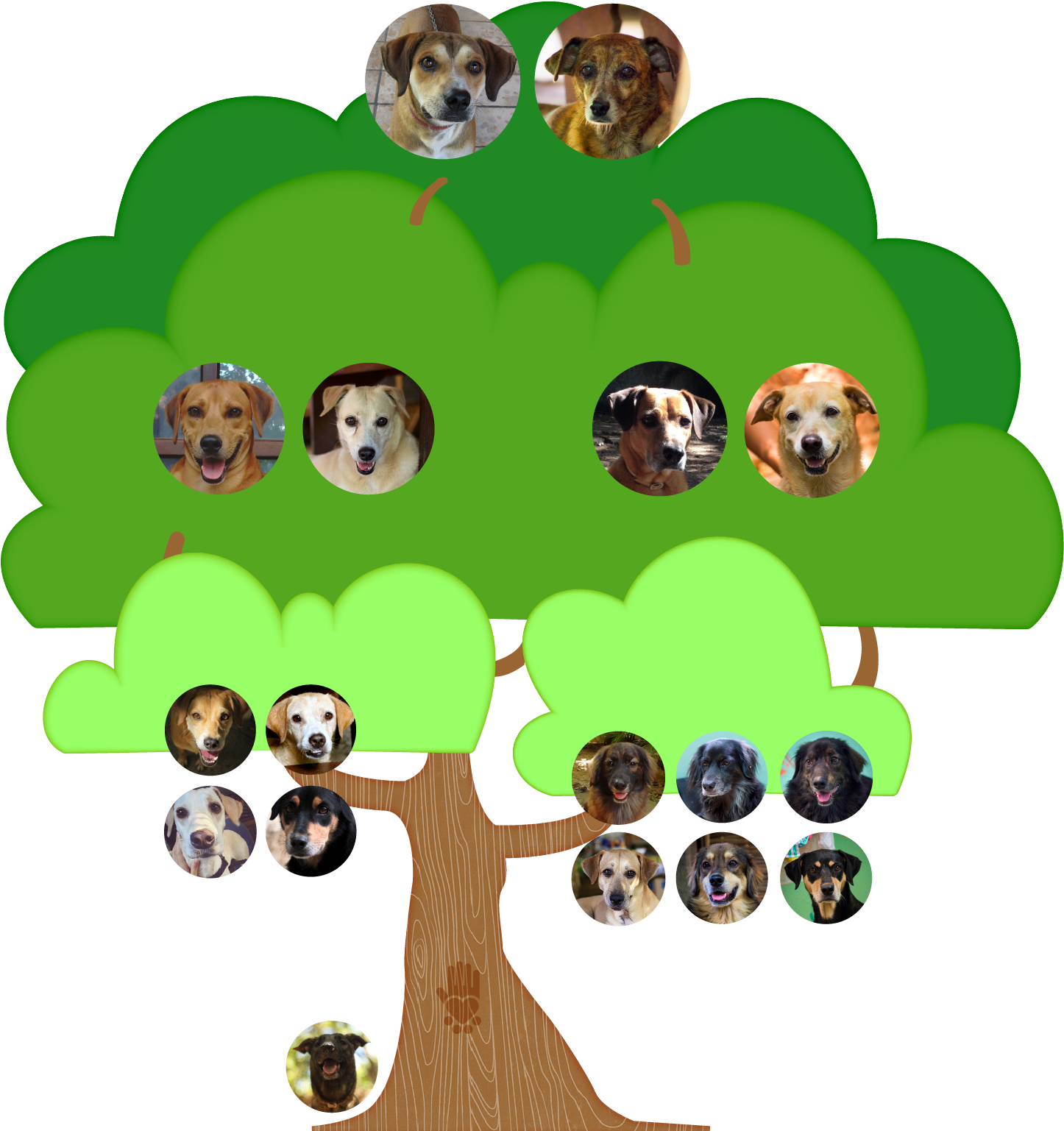 All Of The Dogs Consistently Receive The Necessary - Cartoon Clipart (1024x1019), Png Download