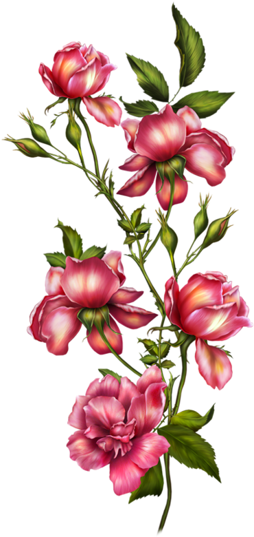 Leaf Flowers, Botanical Flowers, Botanical Art, Vintage - 1art1 Flowers Poster Photo Wallpaper - Romantic Roses Clipart (450x800), Png Download