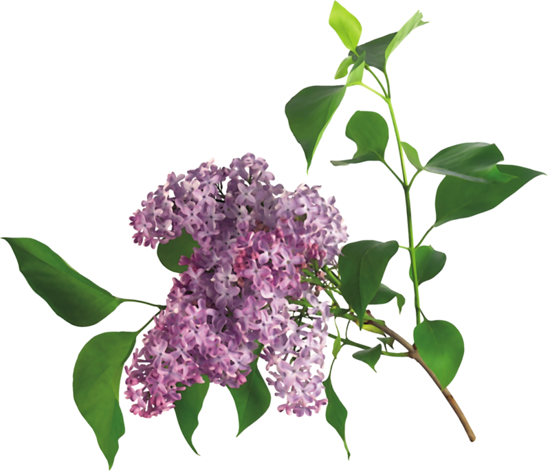 Lilacs, Lilac, Syringa Vulgaris - Animowane Gify Kwiaty Wiosenne Clipart (800x687), Png Download