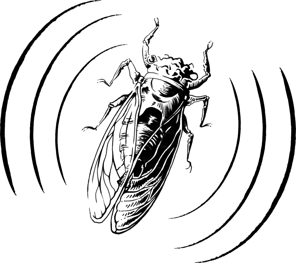 Cicada Audio Logo Design, Clipart (1000x886), Png Download