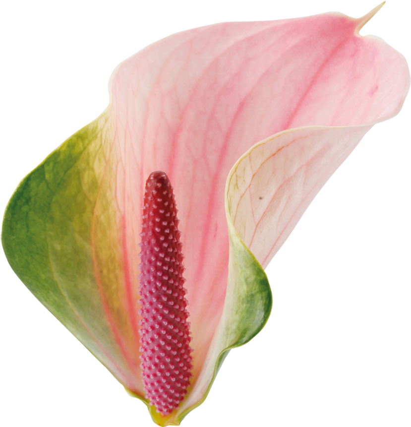 Anthuriums - Anthurium Png Clipart (1000x1000), Png Download