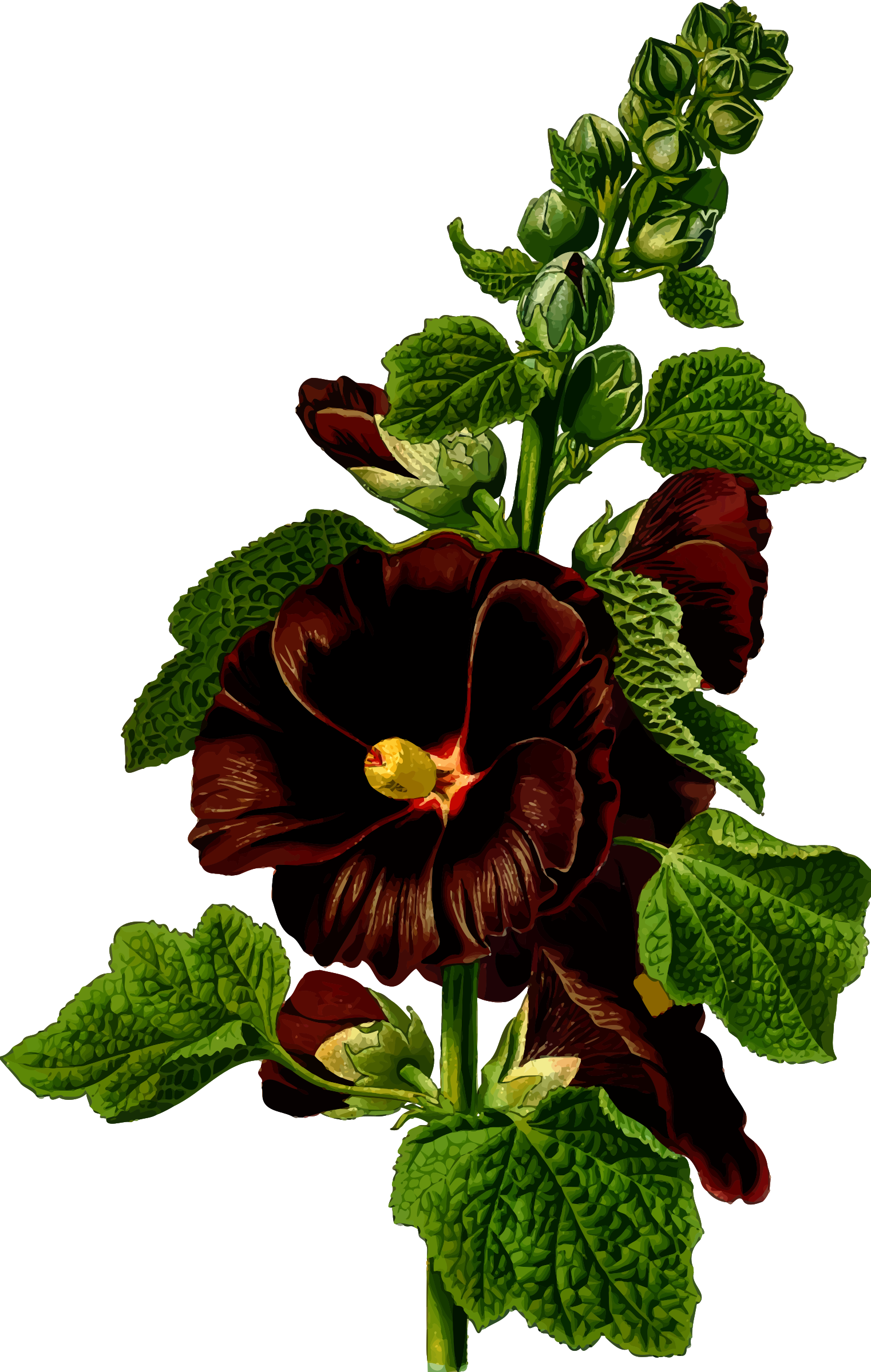 Big Image - Althaea Rosea Flower Extract Clipart (1522x2400), Png Download
