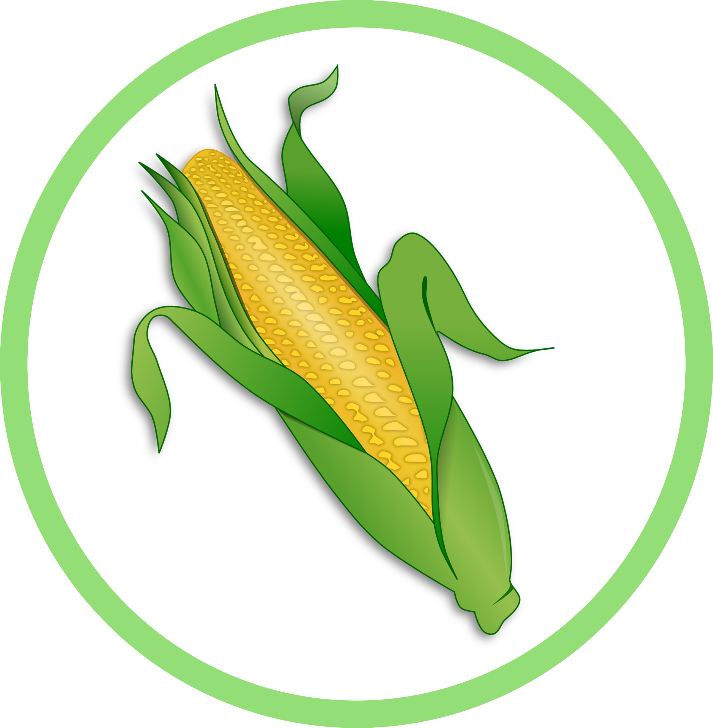 Mais Corn - Maize Clipart (2399x2451), Png Download
