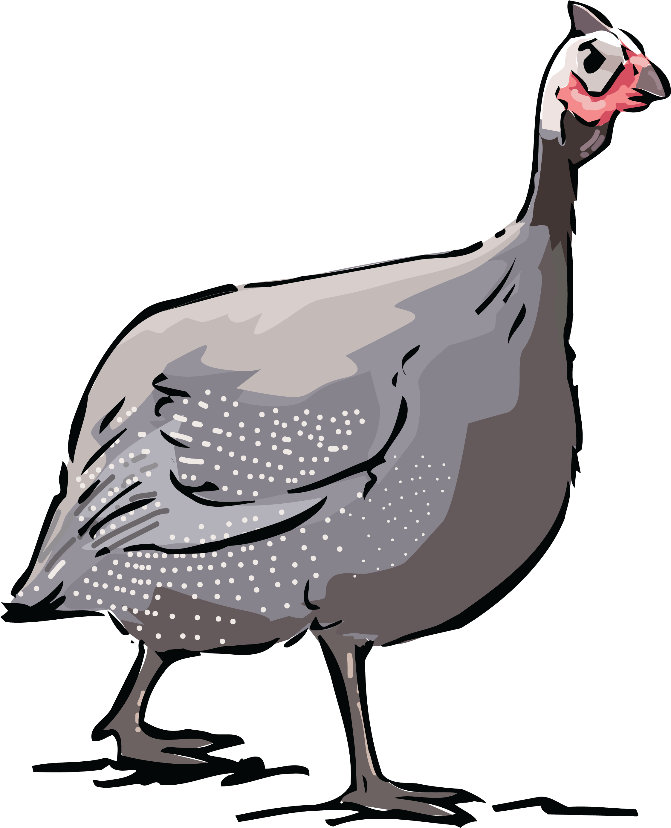 Free Clipart Of A Guinea Fowl Bird - Guinea Fowl Clipart - Png Download (4000x4000), Png Download