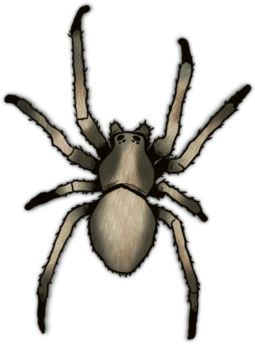 Spider Clipart (560x560), Png Download