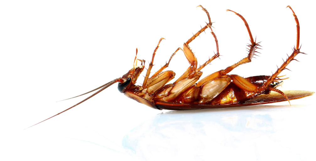 Cockroach Png Transparent Image - Cucaracha Muerta Patas Arriba Clipart (1080x720), Png Download
