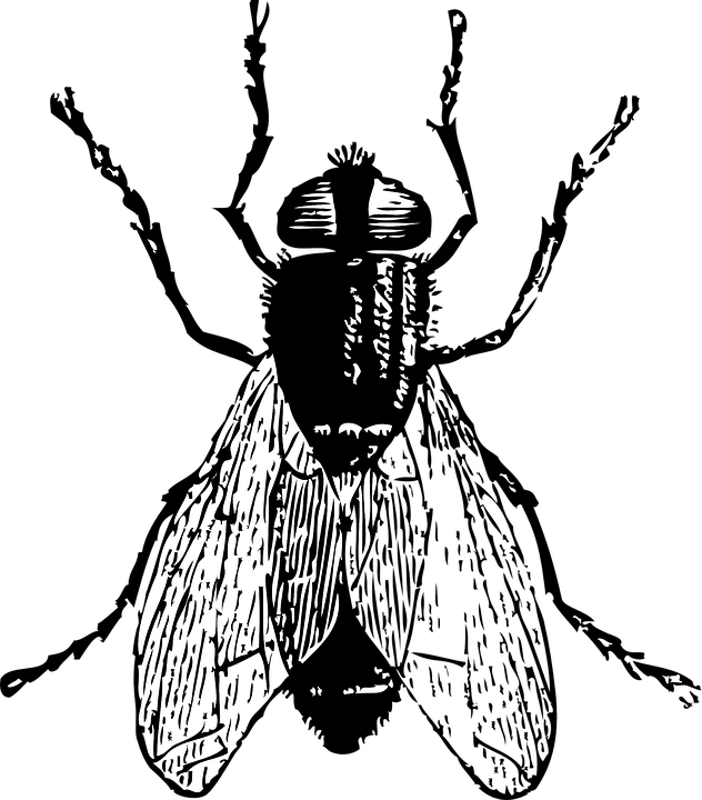 Black Horse Fly Png Clipart - Flies Black And White Transparent Png (632x720), Png Download