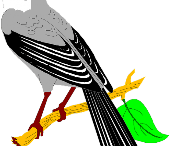 Mockingbird Clipart Quail - Imagenes De Cenzontle Animados - Png Download (640x480), Png Download