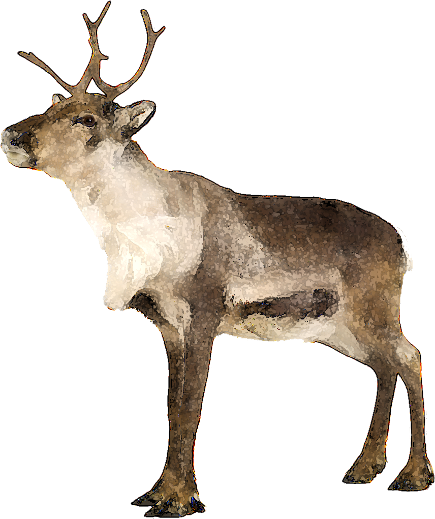 Elk Clipart Caribou - Teach Yourself Complete Norwegian - Png Download (959x1050), Png Download
