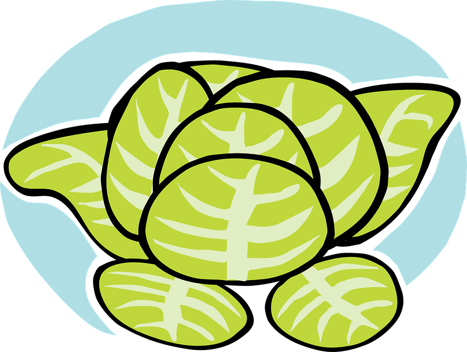 Iceberg Lettuce Clipart (800x603), Png Download