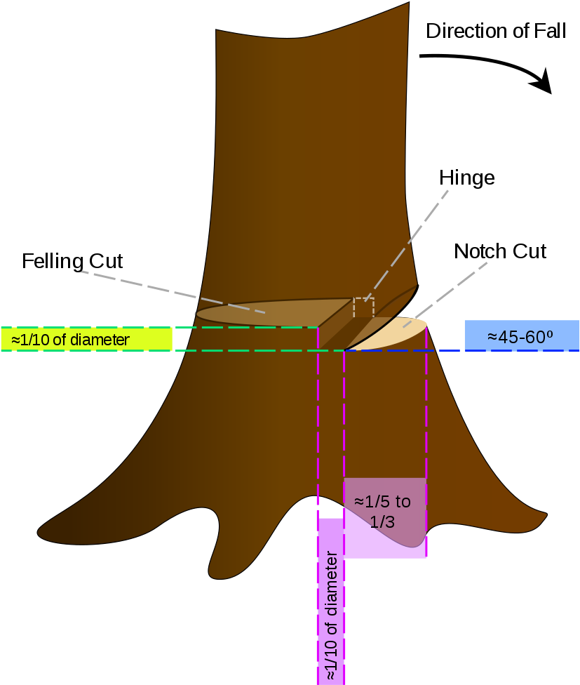 Cutting Down A Tree With A Chainsaw Cut A Tree With A Chainsaw