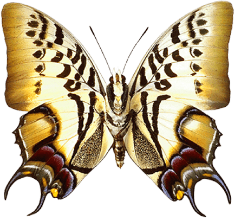 Download Real Butterfly Clipart Png Photo - Lepidoptera Transparent Png (850x771), Png Download