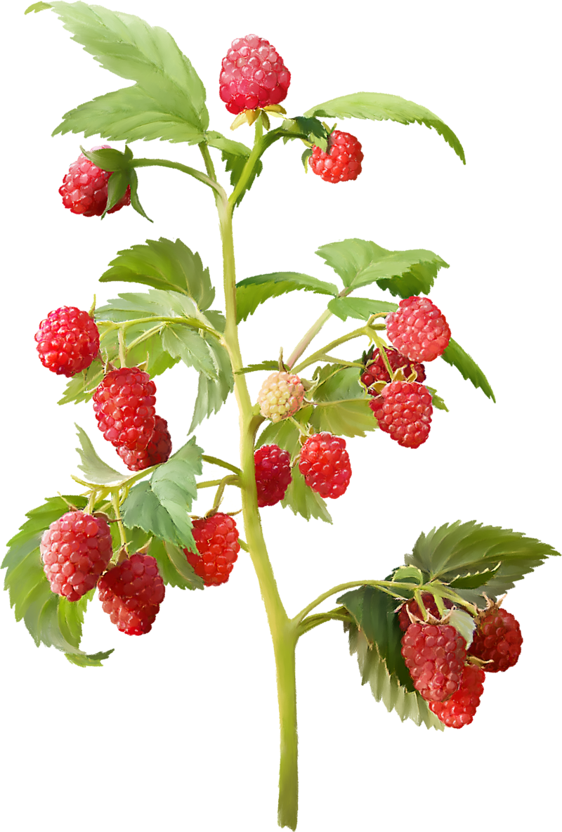 Download Publicat De Eu Ciresica La Raspberry Plant Png Clipart