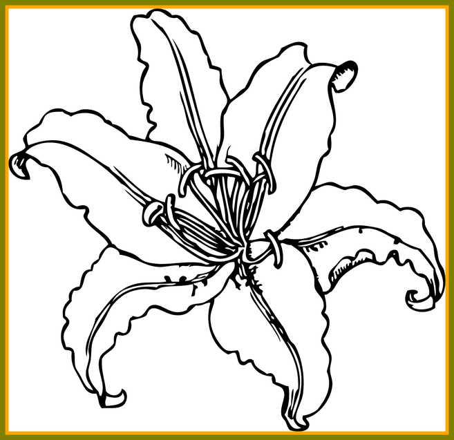 Ideas Of Lily Flower Outline For - Tiger Lily Black And White Clipart (657x637), Png Download