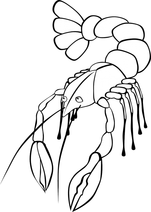 Crawdad Drawing Red Crawfish Clipart (500x703), Png Download