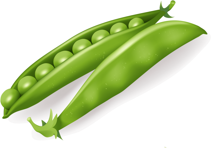 Download Pea Clipart Png Photo - Vegetables Vector Free Transparent Png (850x586), Png Download