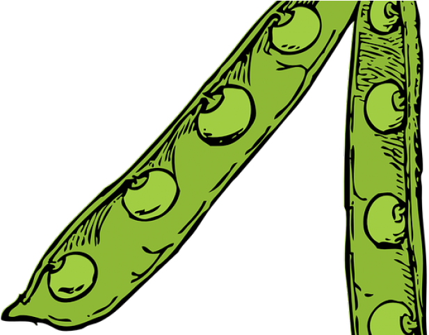 Pea Clipart Plant Producer - Pea Pod Drawing - Png Download (640x480), Png Download