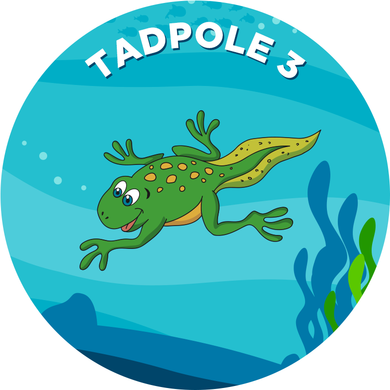 Tadpole Clip Art - Png Download (800x800), Png Download