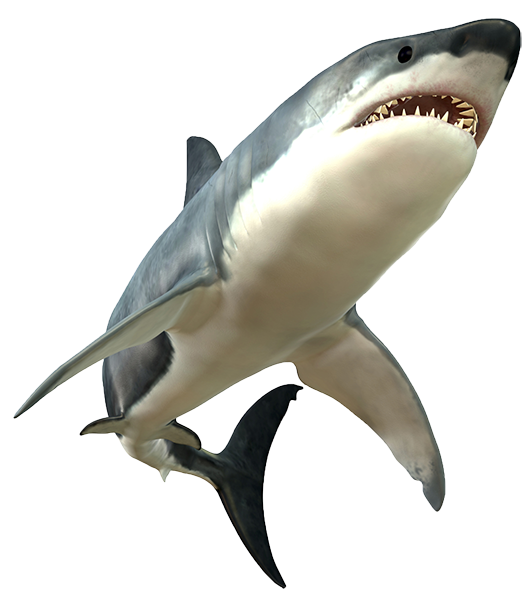 Great White Shark Clipart Transparent - Shark Png (600x600), Png Download
