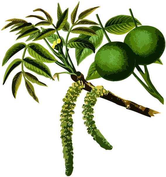 Trees Used In Medicine Clipart (675x720), Png Download