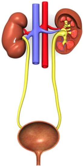 Urinary System Without Names Clipart (547x593), Png Download