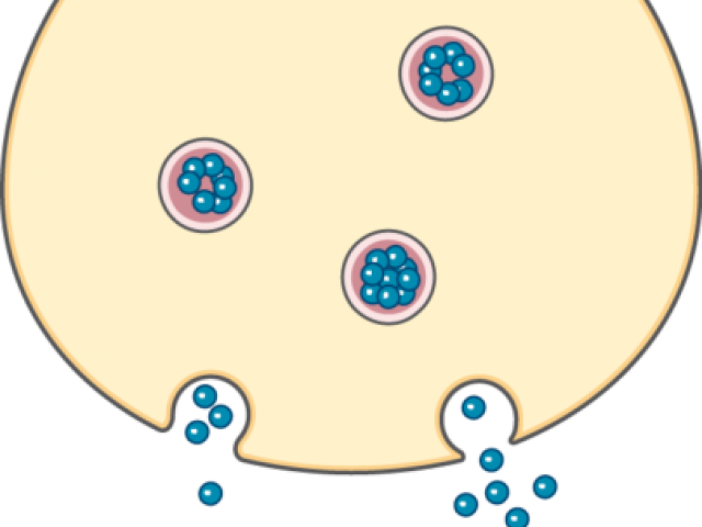 Synapse Clipart System - Png Download (640x480), Png Download