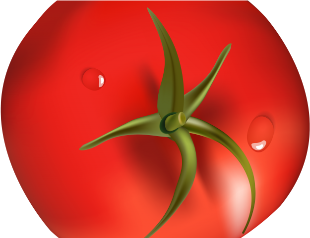 Tomato Clipart Brinjal Plant - Png Download (640x480), Png Download