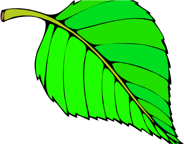 Green Leaves Clipart Long Leaf - Png Download (640x480), Png Download