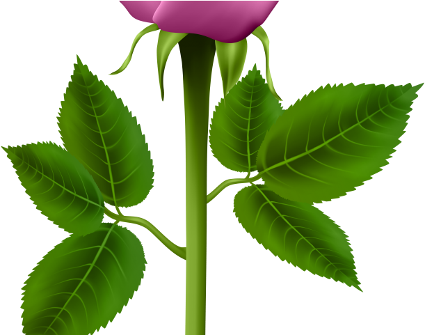 Purple Rose Clipart Detailed Flower - Png Download (640x480), Png Download