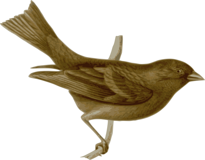 Nightingale Clip Art - Png Download (800x627), Png Download