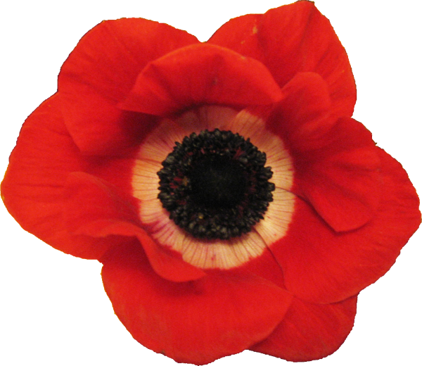 Plants/ Flowers/ Anemone Red Clipart (600x520), Png Download