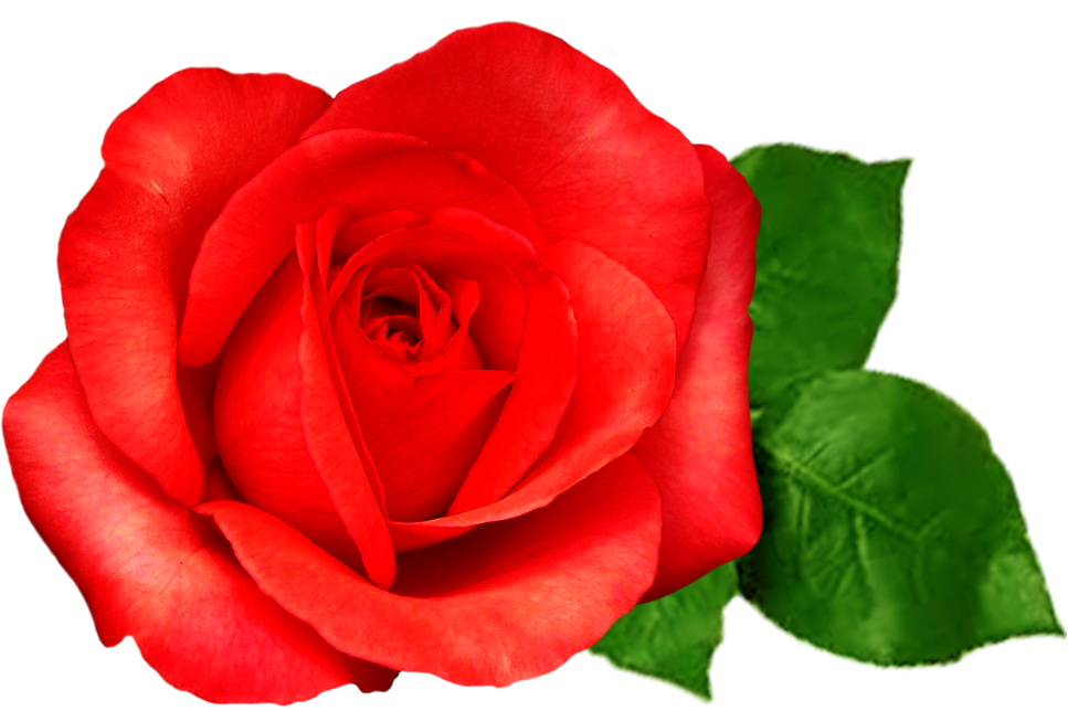 Rose Buddies Transparent Background Clipart (967x644), Png Download