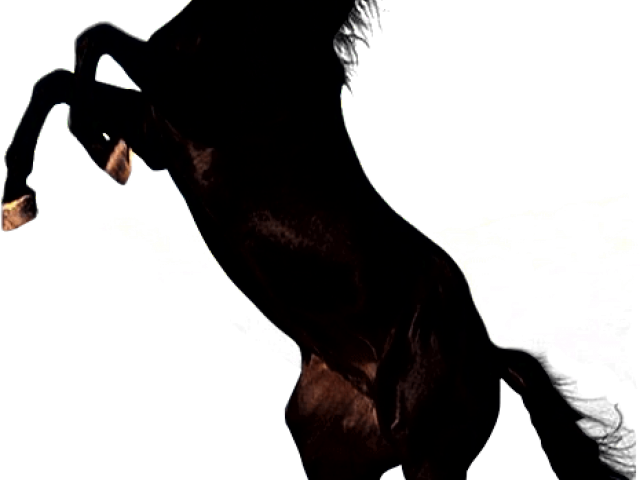 Feet Clipart Horse - Png Download (640x480), Png Download