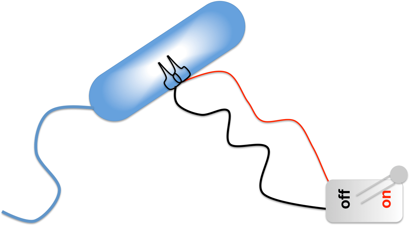 Bacterial Kill Switch Clipart (1312x725), Png Download