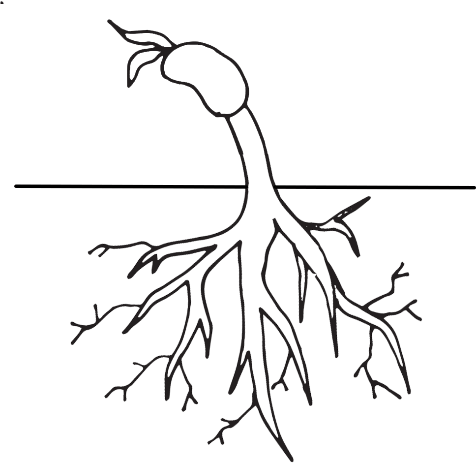 Roots Cliparts Free Download - Png Download (1000x1000), Png Download