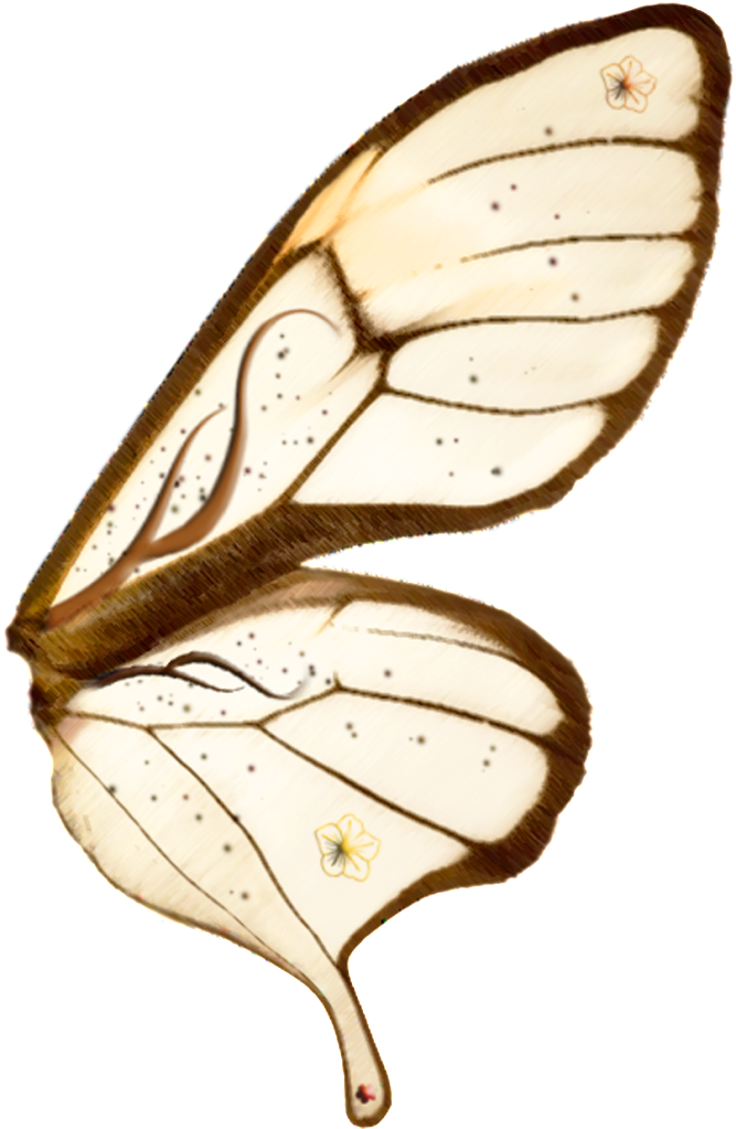 Photo Wing7 Clipart (667x1023), Png Download