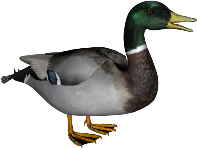 Goose Clipart Real - Png Download (640x480), Png Download