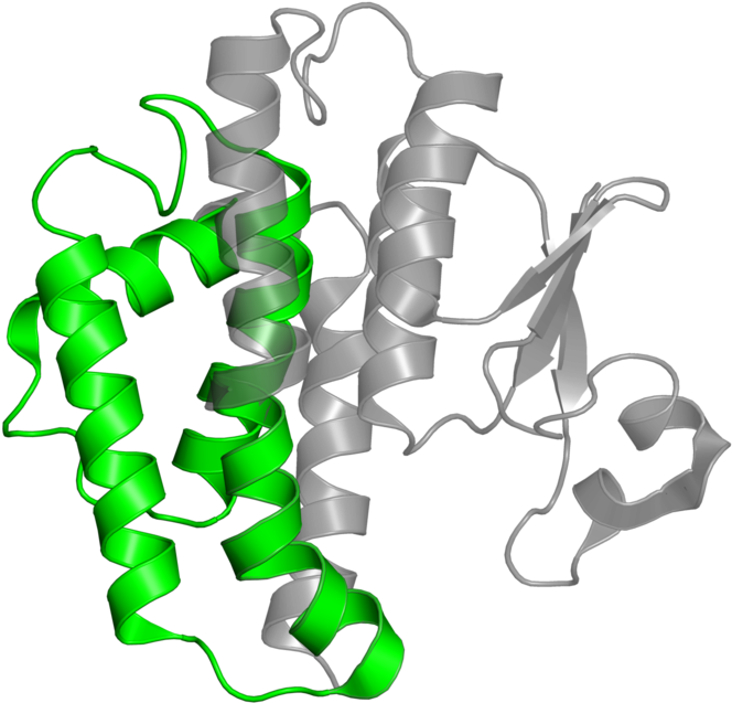 <div Class='caption-body'>1 Copy Of Pfam Domain Clipart (800x800), Png Download