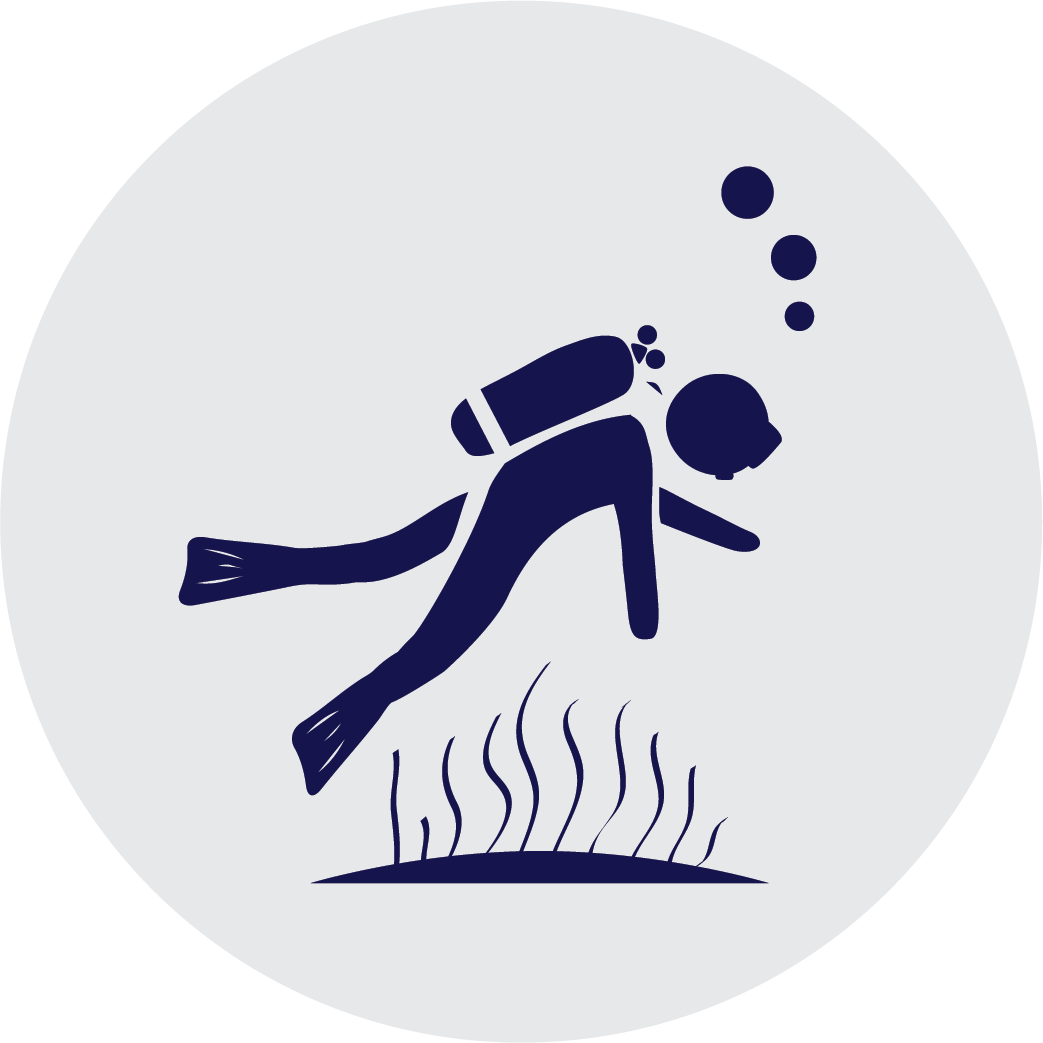 Marine Life Clipart (1043x1043), Png Download