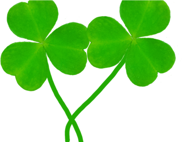 Shamrocks Clipart - Png Download (640x480), Png Download