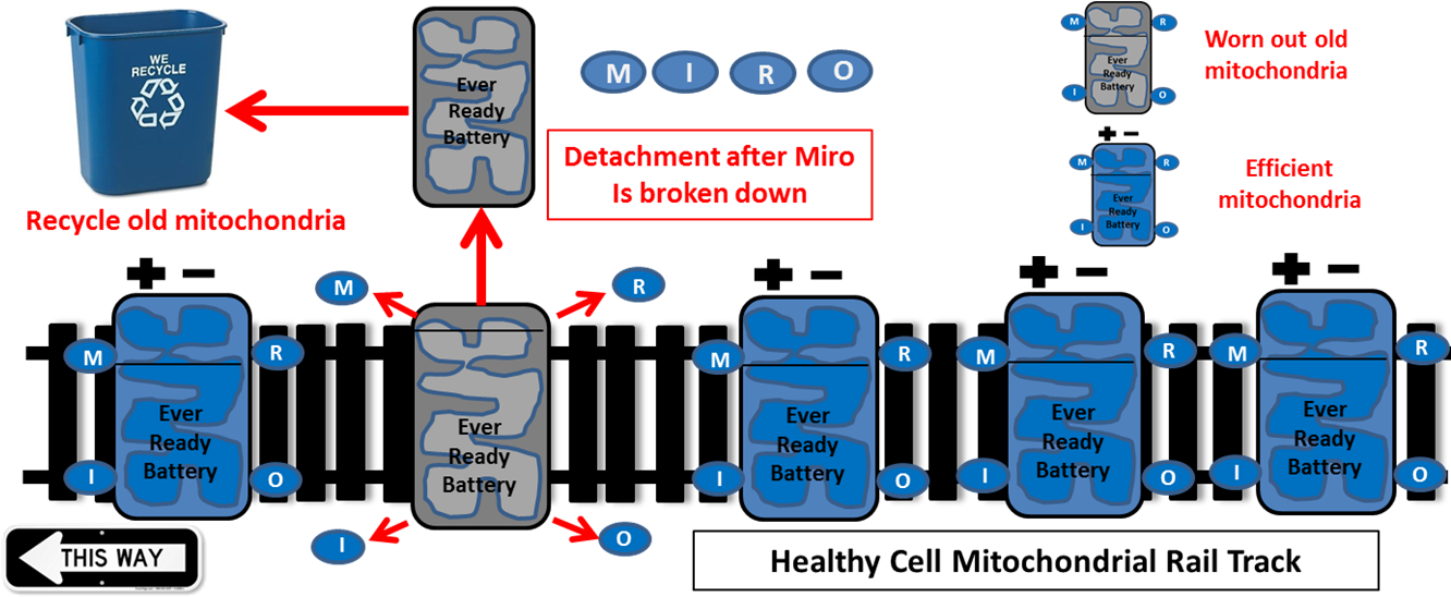 Two Genes Linked To Inherited Forms Of Parkinson's, Clipart (1350x552), Png Download