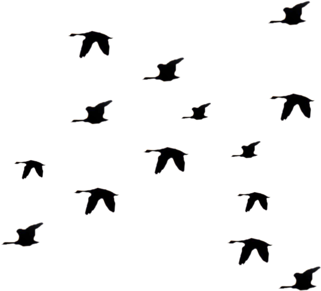 Bird Fly Png Clipart Librar Transparent Png (800x712), Png Download