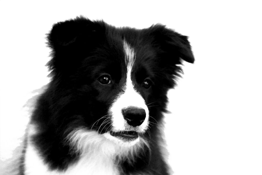 Collie Png Clipart Rough Collie Border Collie Puppy Transparent Png (900x600), Png Download