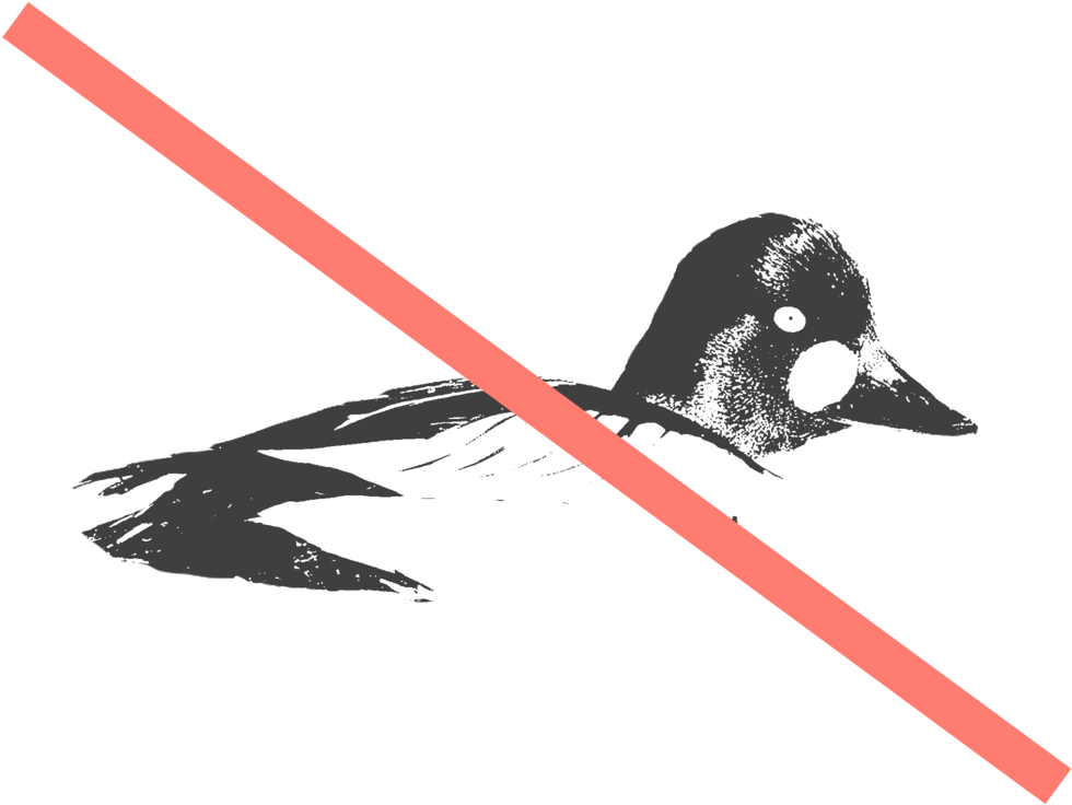 41 Bird Board Clipart (1000x1000), Png Download