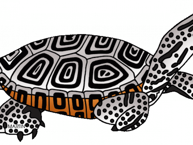 Sea Turtle Clipart Terrapin - Png Download (640x480), Png Download